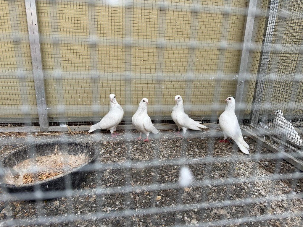 Duiven, Dieren en Toebehoren, Overige soorten