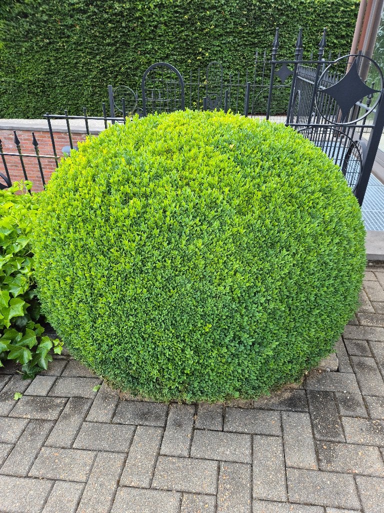 BUXUS - gratis, Tuin en Terras, Ophalen, Buxus