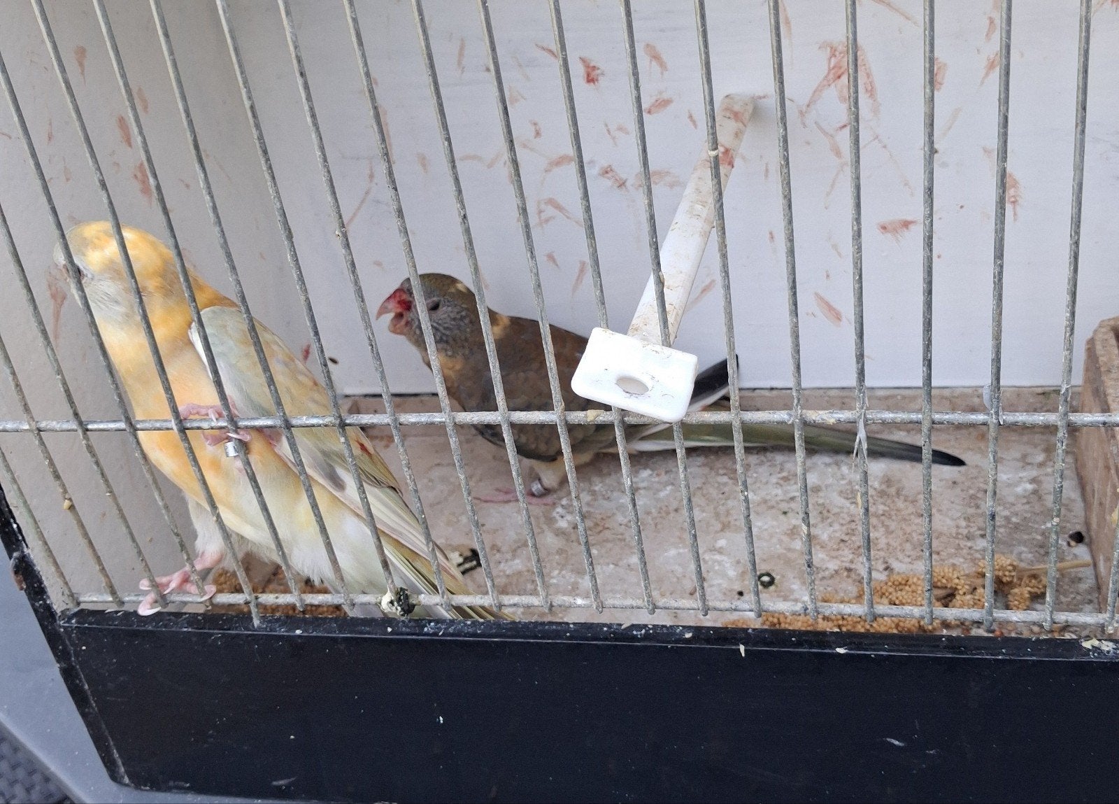 Roodrugen, Dieren en Toebehoren