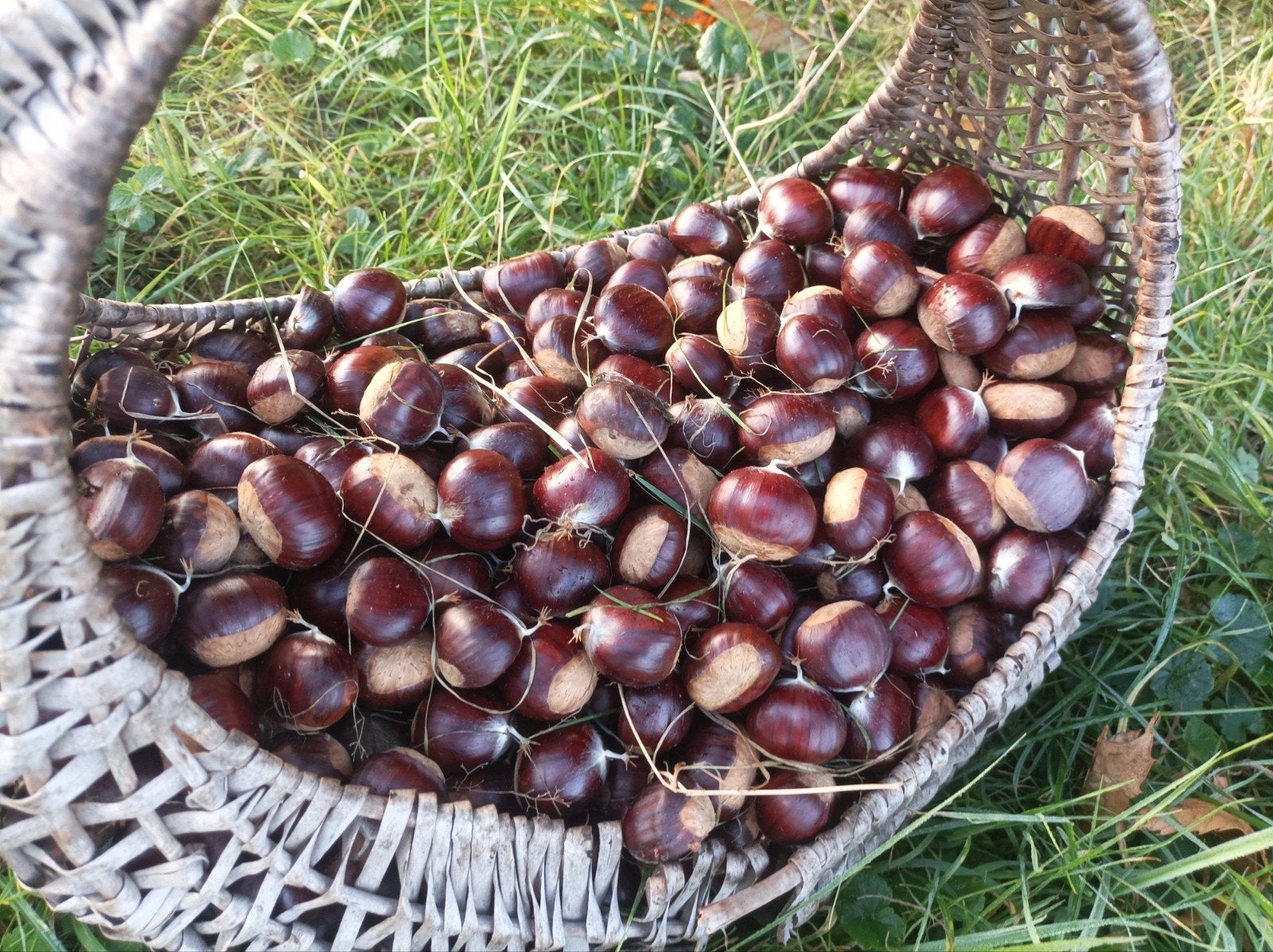 Vente de châtaignes fraîches, Enlèvement