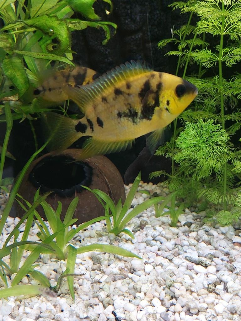 Dwerg cichliden amatitlania altoflava, Poisson