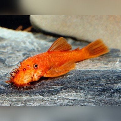 Ancistrus fire red, Dieren en Toebehoren