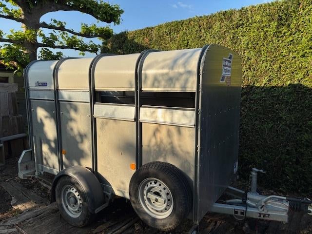 Ifor-Williams P8G schapentrailer, Schaap, 3 tot 5 jaar