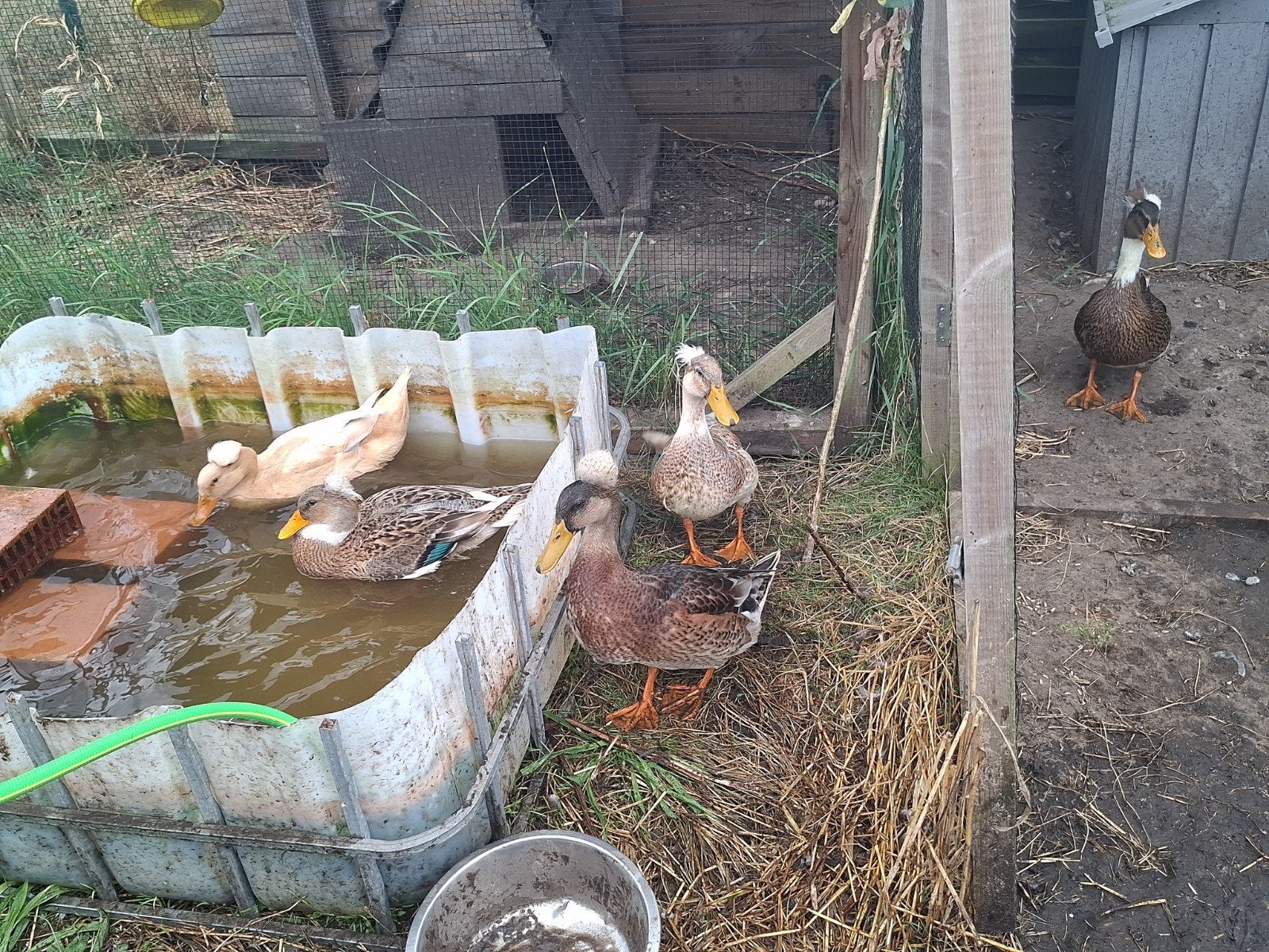 5 kuif eendjes, Dieren en Toebehoren