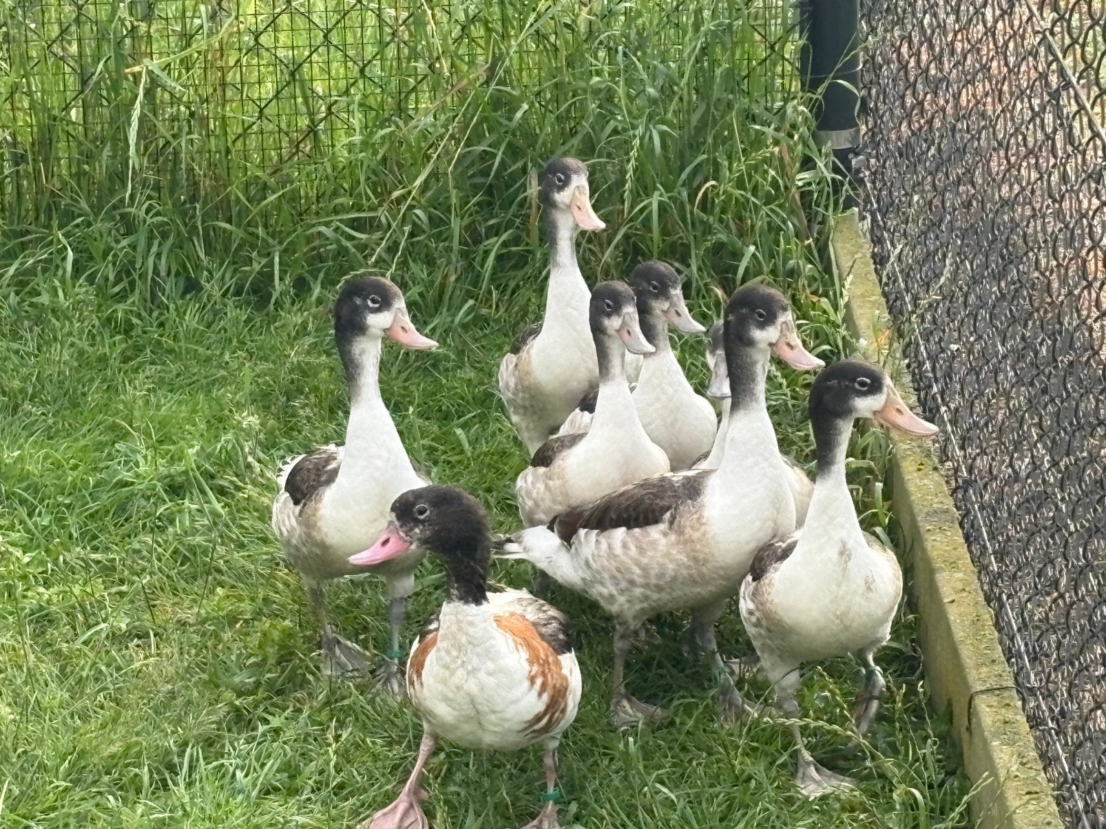 Bergeenden, Animaux & Accessoires, Volatiles, Plusieurs animaux, Canard