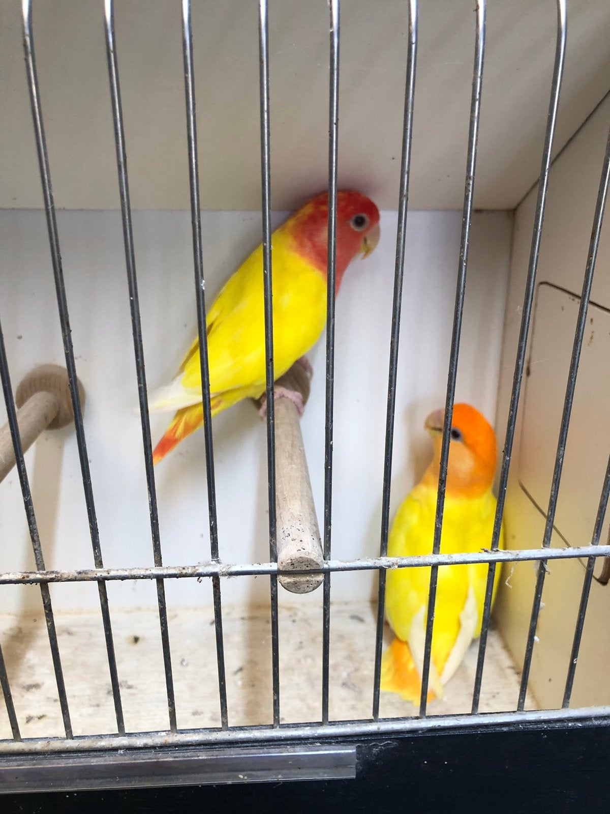 Lutino opalin, Dieren en Toebehoren