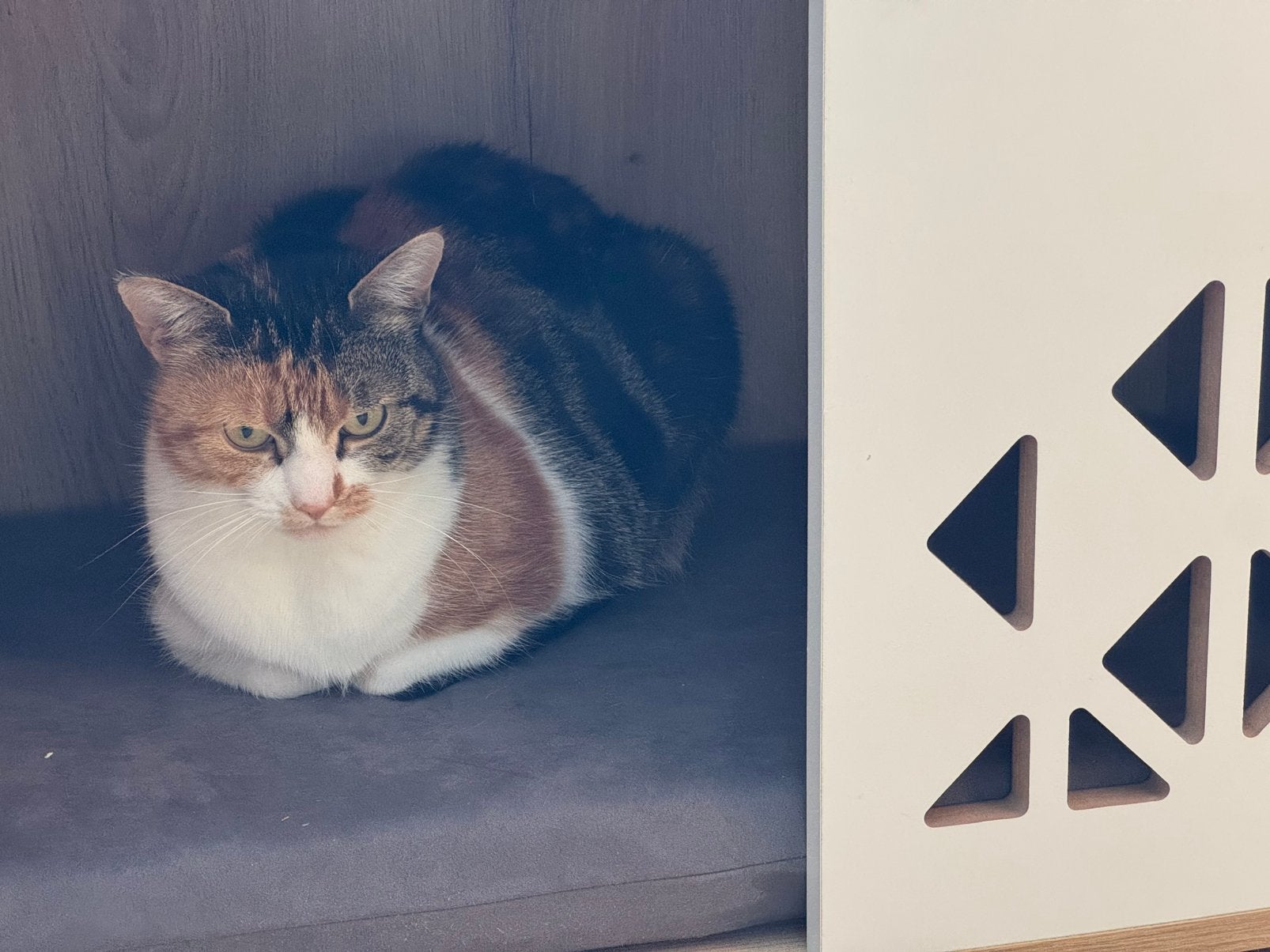 Huisje voor kleine hond of poes, Ophalen, Nieuw