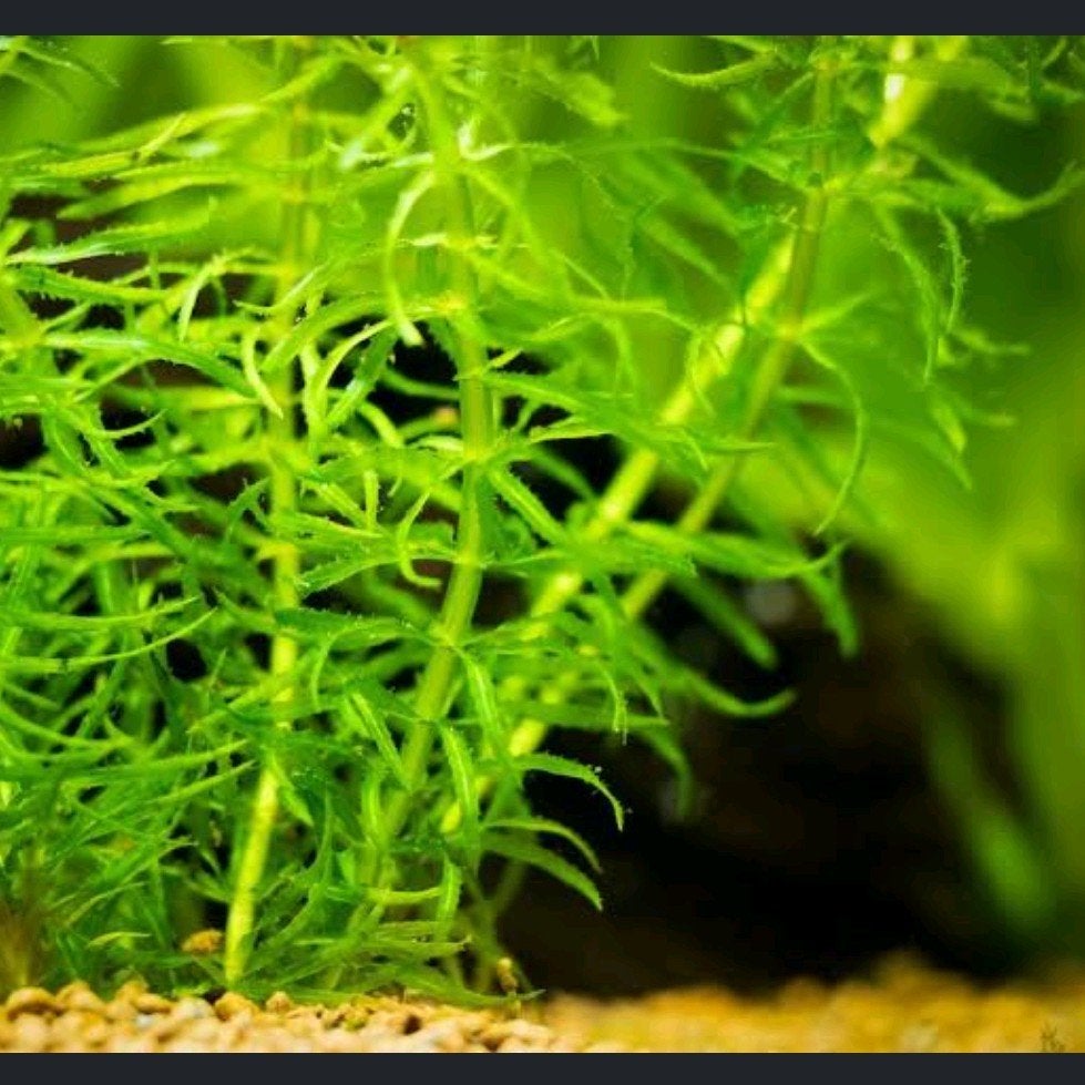 Waterpest te koop, Dieren en Toebehoren, Ophalen