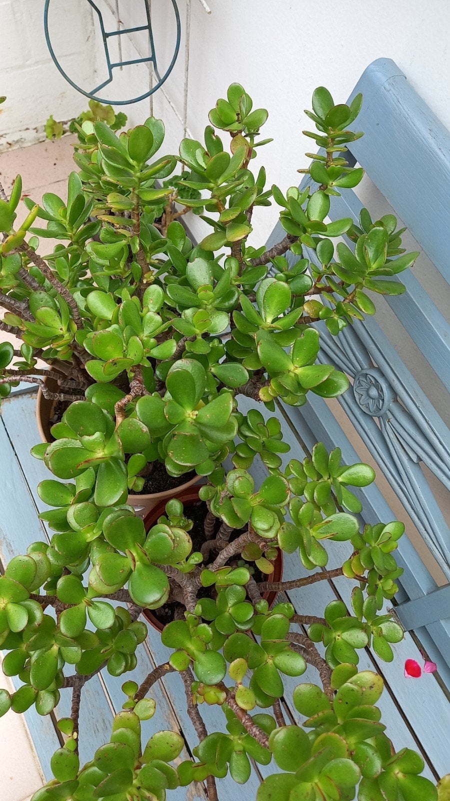 Crassula, Enlèvement