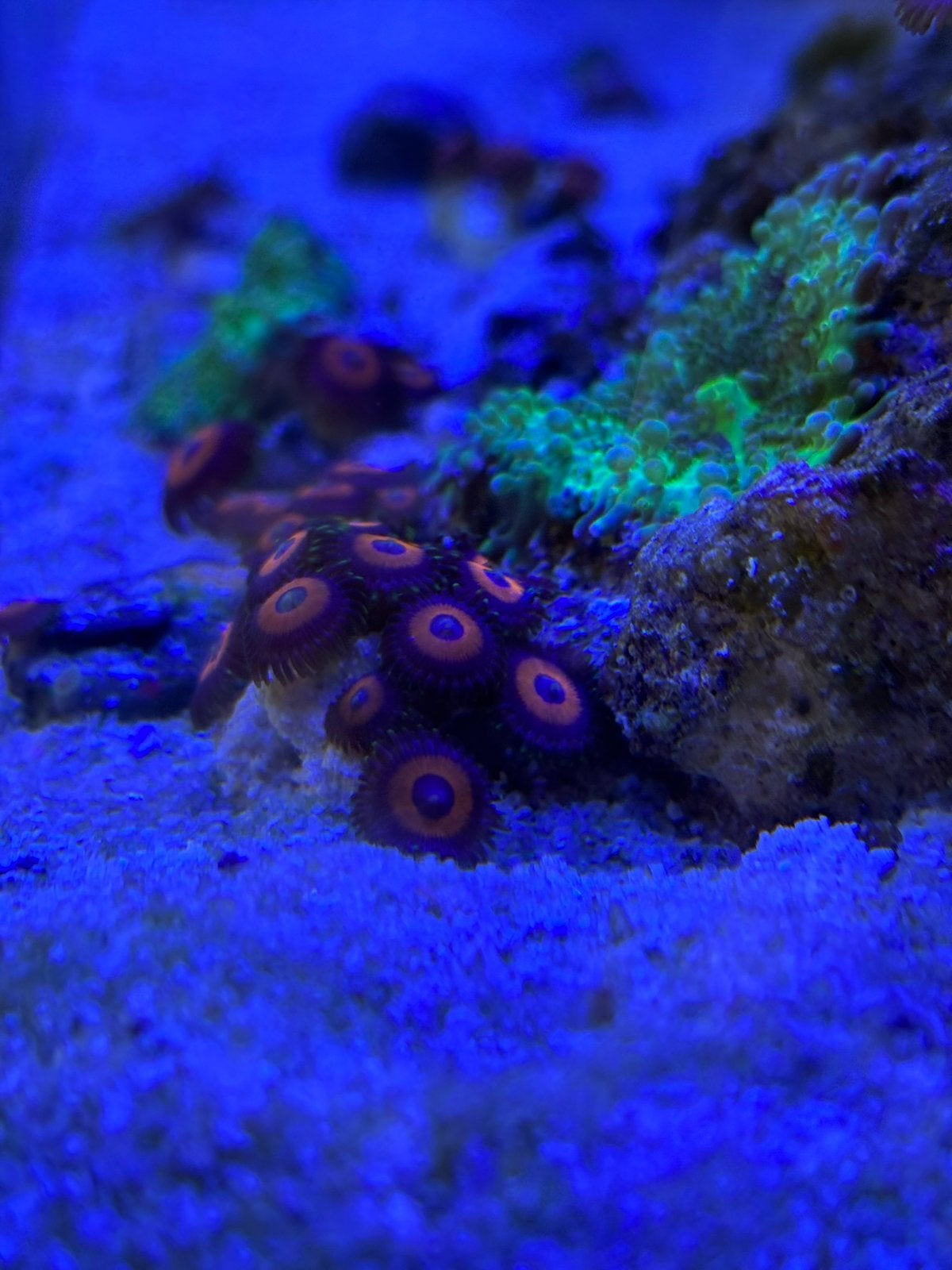 Zoa koraal, Dieren en Toebehoren, Overige typen, Zoutwatervis