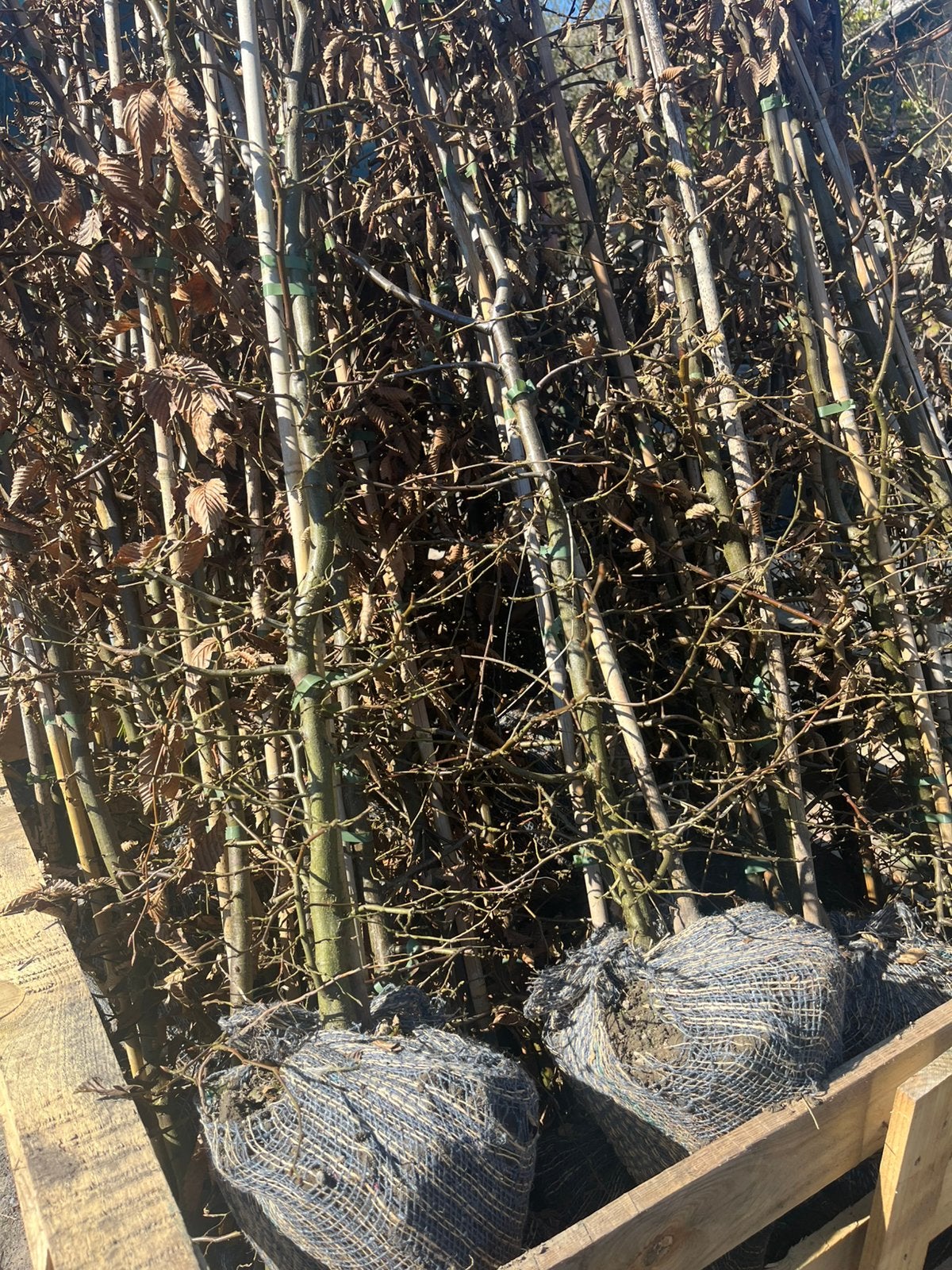 Carpinus betulus , hagebeuk, Ophalen of Verzenden, Haag