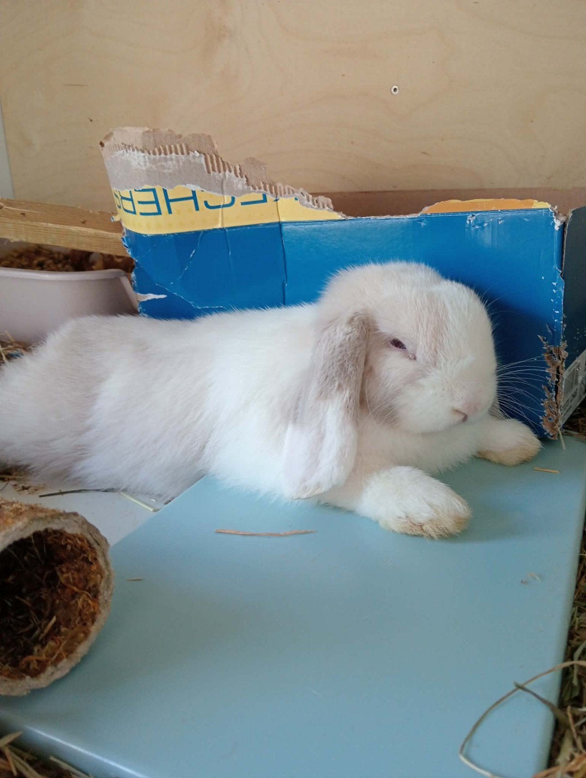 minilop voedster, Dieren en Toebehoren, Vrouwelijk, Dwerg, Hangoor, 0 tot 2 jaar