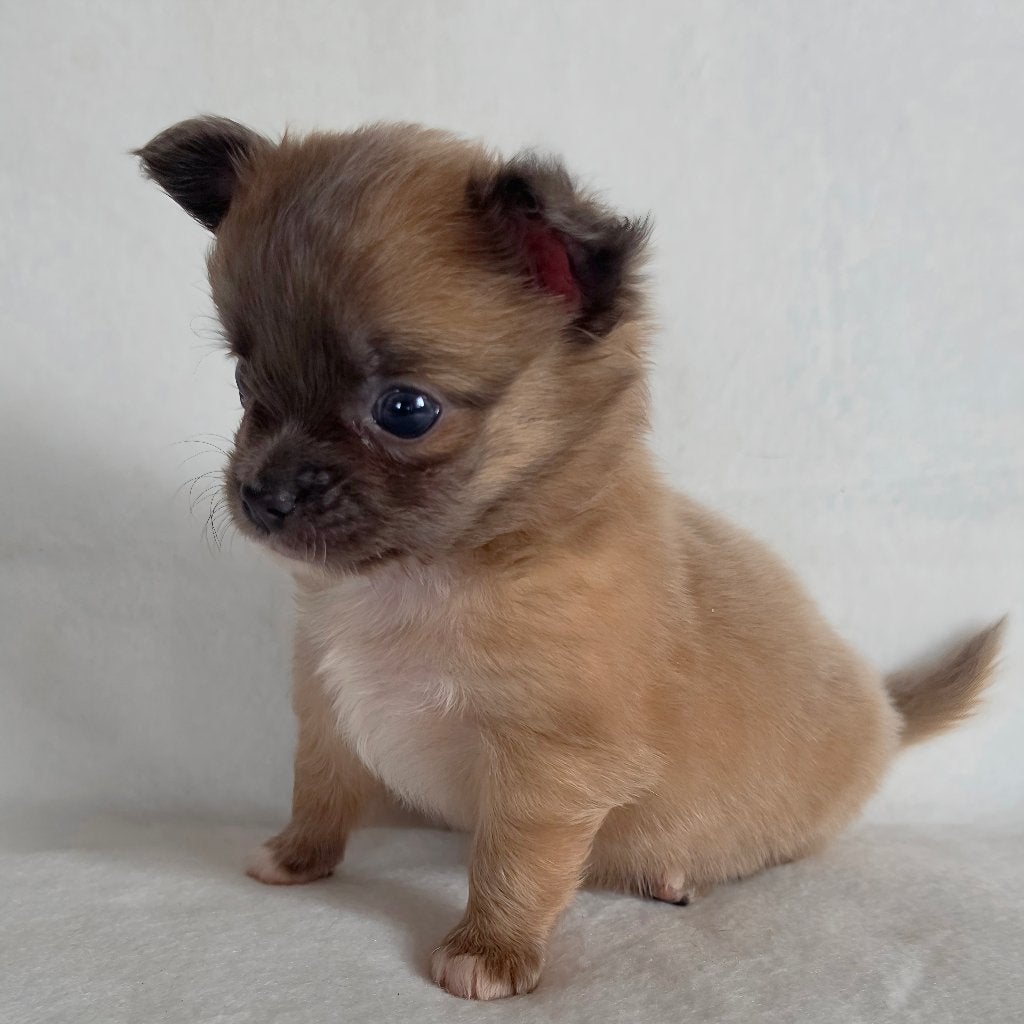 Chihuahua pup (reutje), Parvo, België, Particulier, Reu