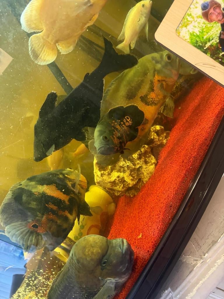 20 euro, Dieren en Toebehoren