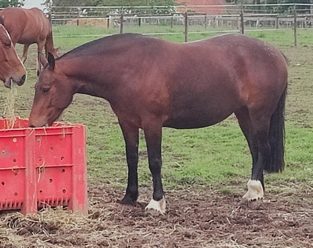 Jument Freiberger de 3 ans (Franches-Montagnes), Moins de 160 cm, Avec pedigree, Non dressé, Cheval de récréation