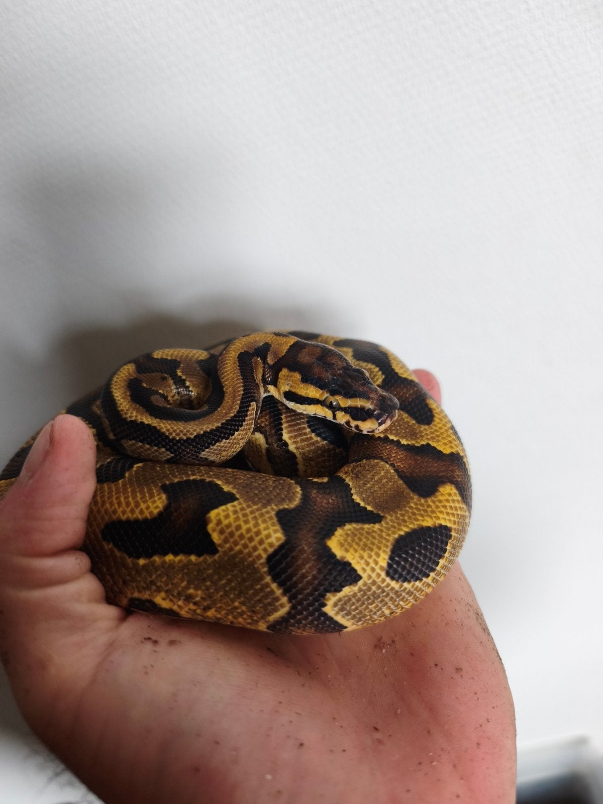 koningspython pastel man tekoop van 2025 tekoop of te ruil Ball Python photo 2