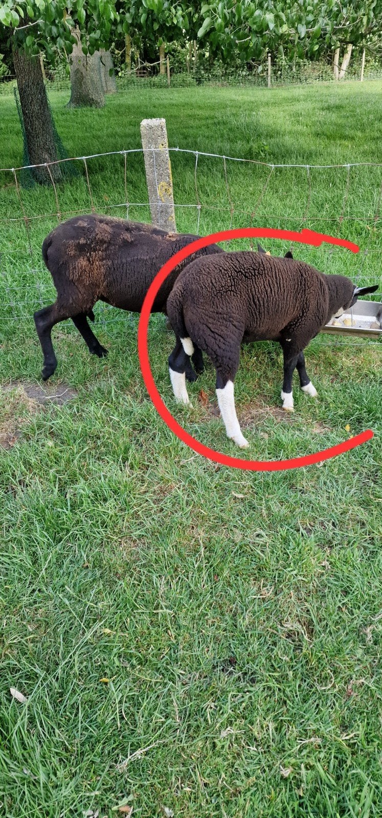 Zwarte bles ram tekoop of te wisselen
