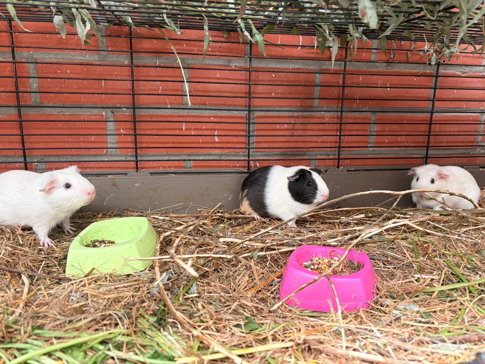 Goed tehuis gezocht voor cavia’s, Mei, Meerdere dieren, Cavia