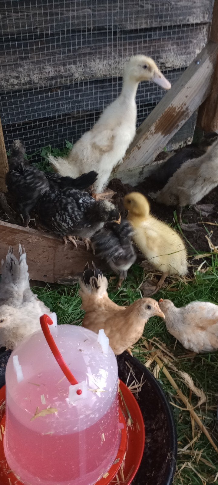 Chabo krielen, Plusieurs animaux, Poule ou poulet