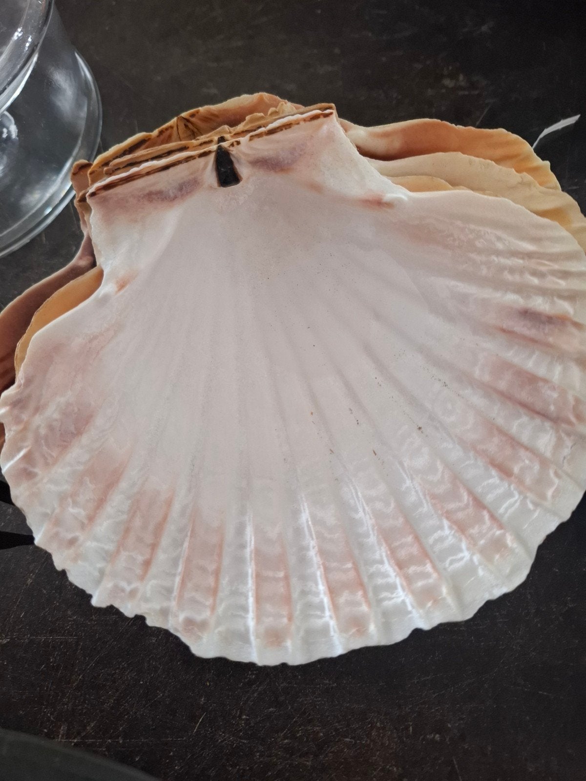 coquillage St. Jacques pour cuisiner, Ophalen
