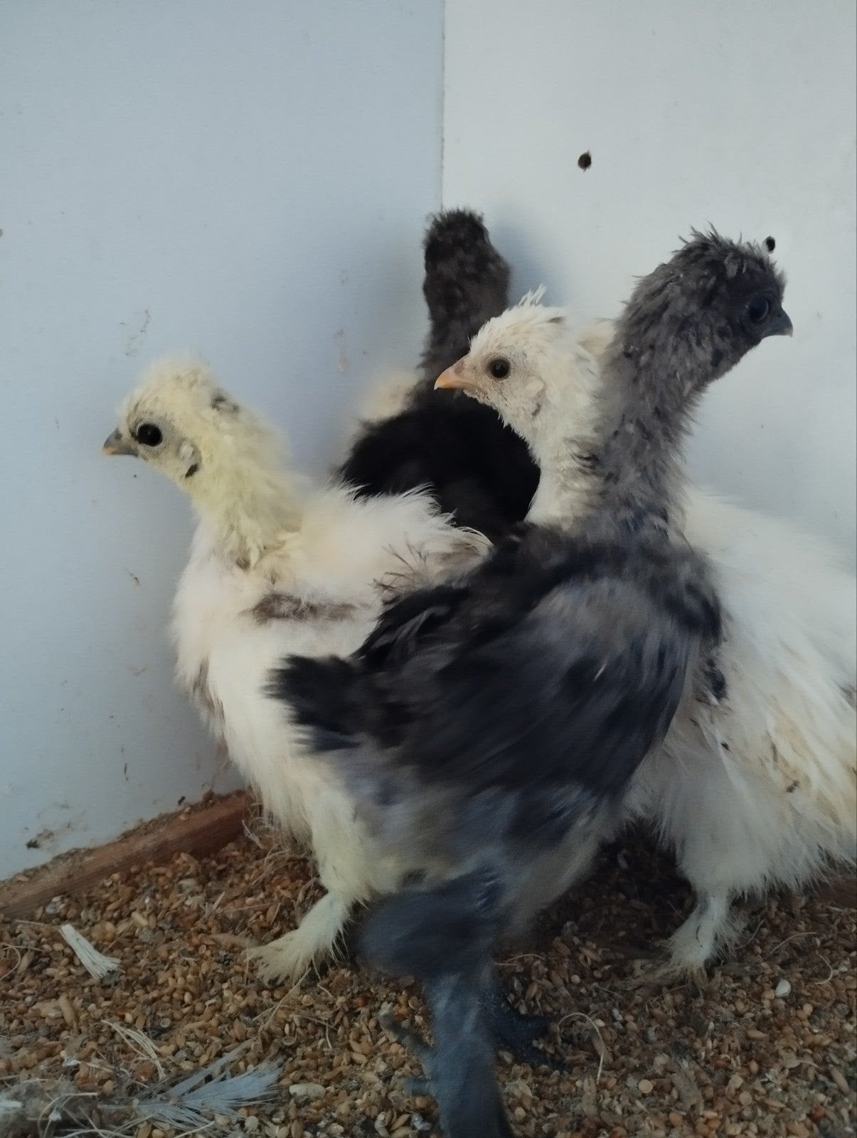 jonge kipjes, Dieren en Toebehoren