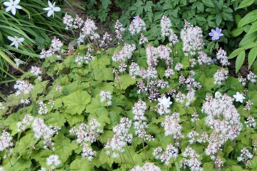 tiarella bodembedekker wit, Tuin en Terras, Ophalen