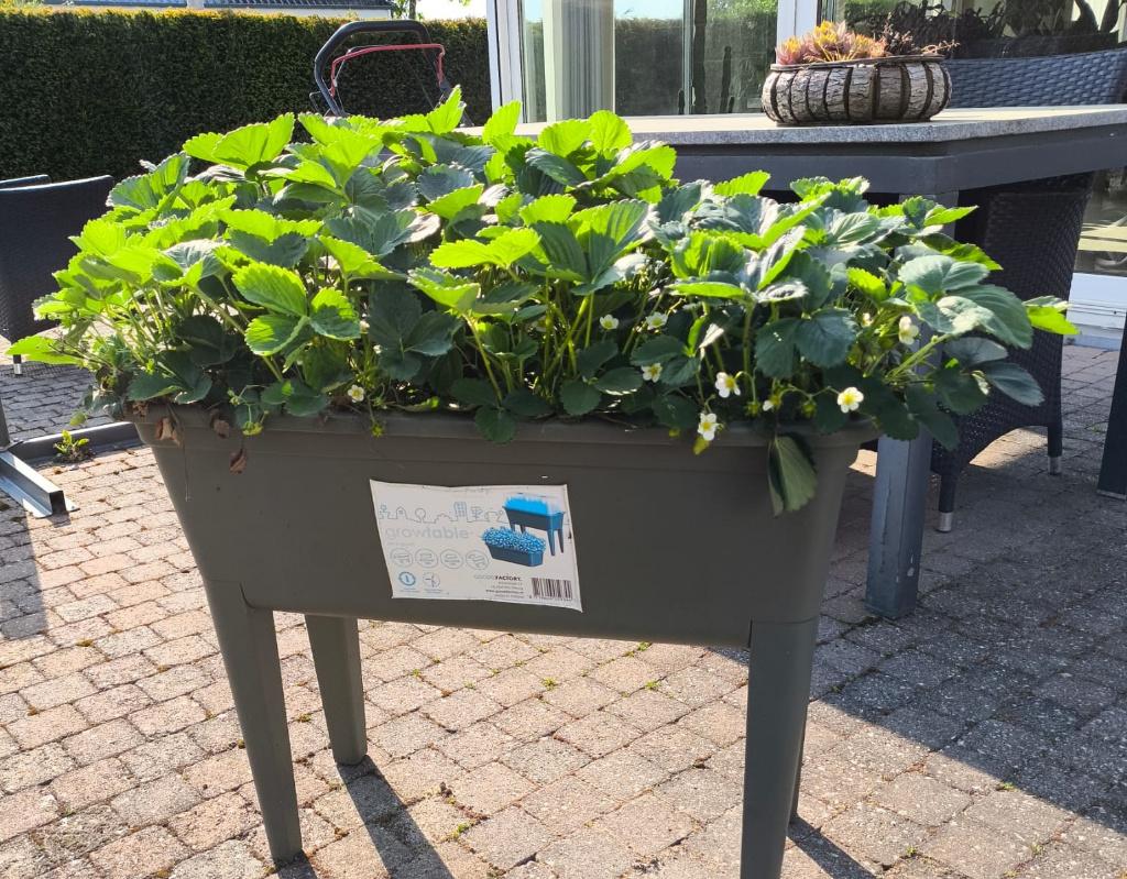aardbeiplanten bak met 8 planten, Tuin en Terras, Ophalen, Vaste plant, Fruitplanten, Volle zon
