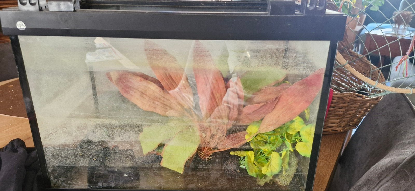aquarium met toebehoren, Dieren en Toebehoren, Ophalen