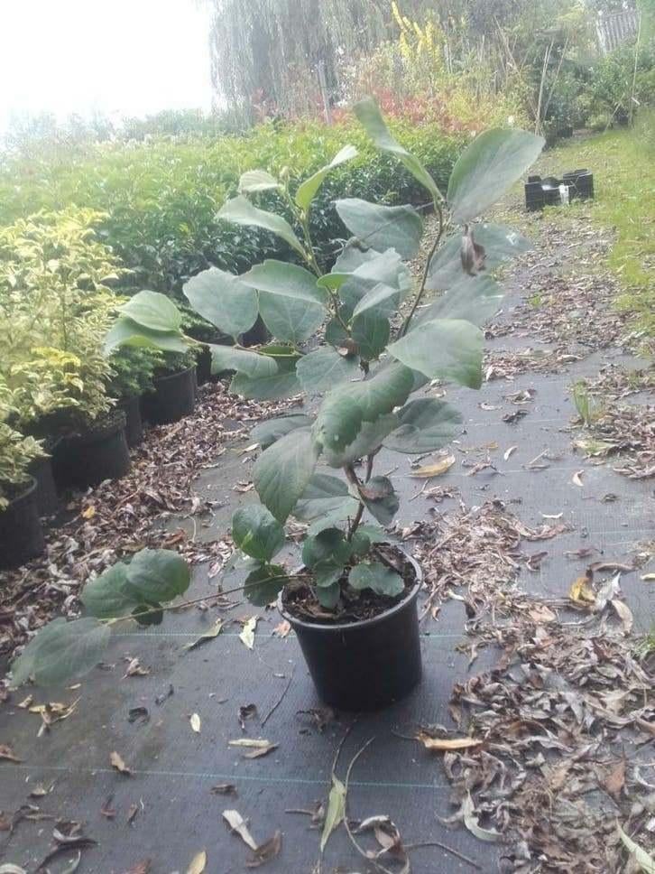 Fothergilla Major ‘Blue Shadow’ – Unieke Lampenpoetserstruik, Tuin en Terras, Ophalen of Verzenden