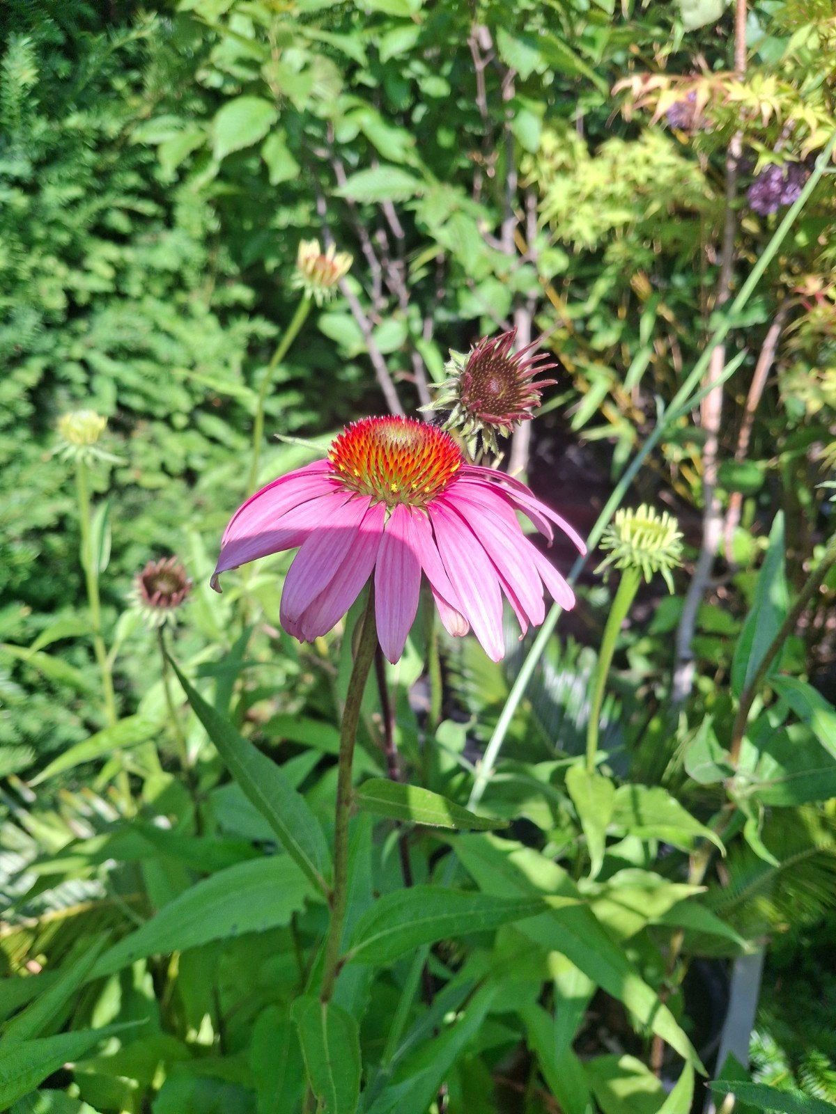 Echinacea, Tuin en Terras, Ophalen