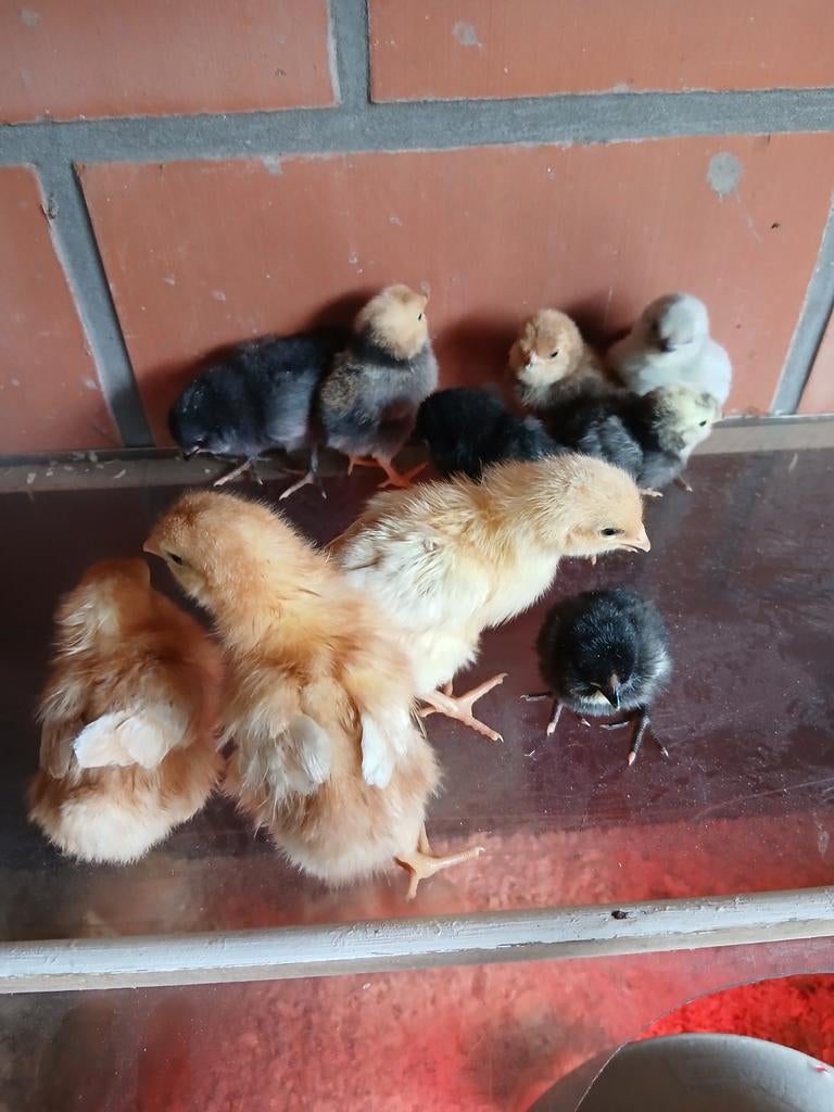 Kuikens van legkippen en watermaalse baardkrielen, Plusieurs animaux, Poule ou poulet