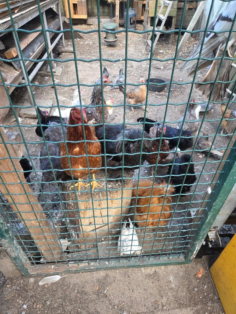 Hanen en kippen te koop, Dieren en Toebehoren, Pluimvee