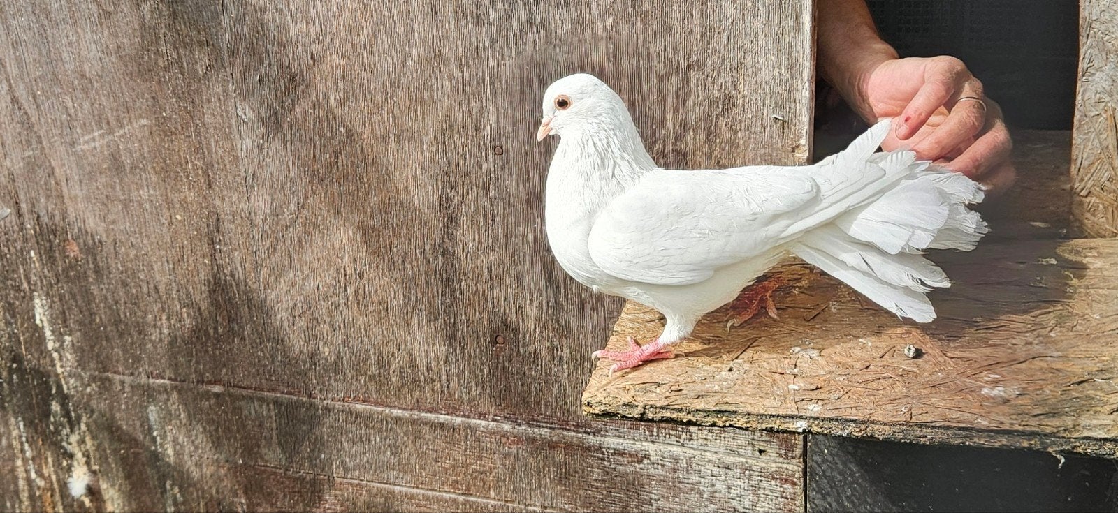 Pauwstaart jong, Dieren en Toebehoren, Geslacht onbekend