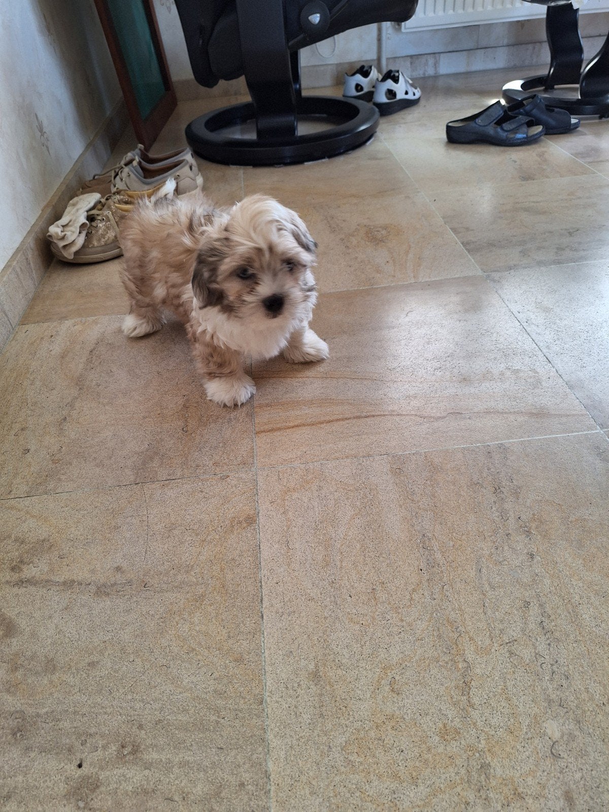 Shih tzu pups, Parvo, België, 8 tot 15 weken, Meerdere