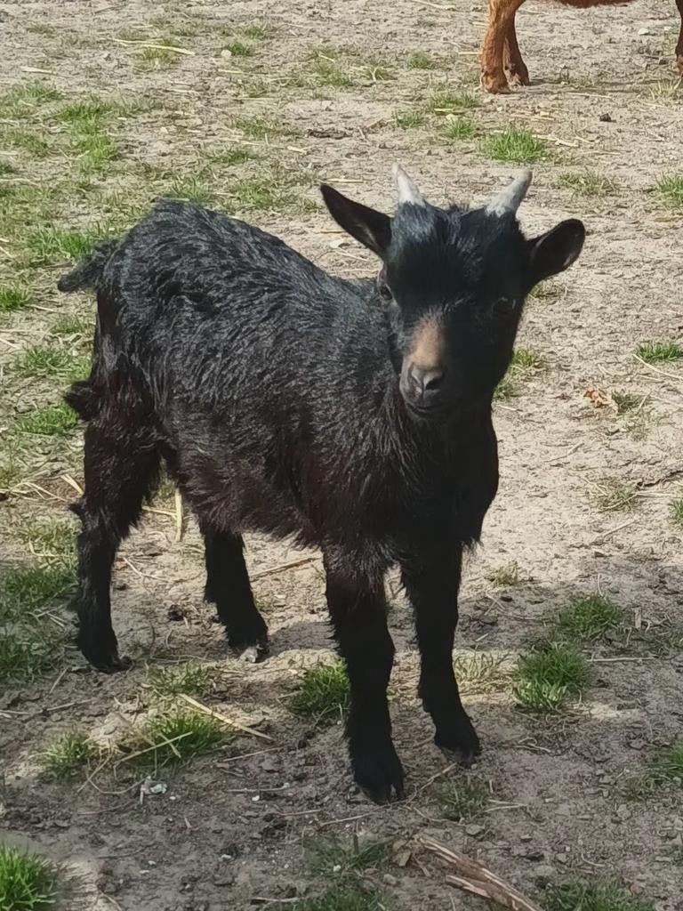 Dwerggeitjes te koop., Plusieurs animaux, Chèvre, 0 à 2 ans