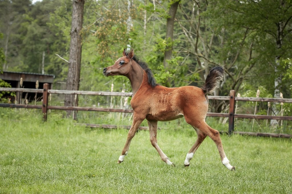 Haras de pur-sang arabe, Animaux & Accessoires, Étalon, Ne s'applique pas, Avec pedigree, 0 à 2 ans