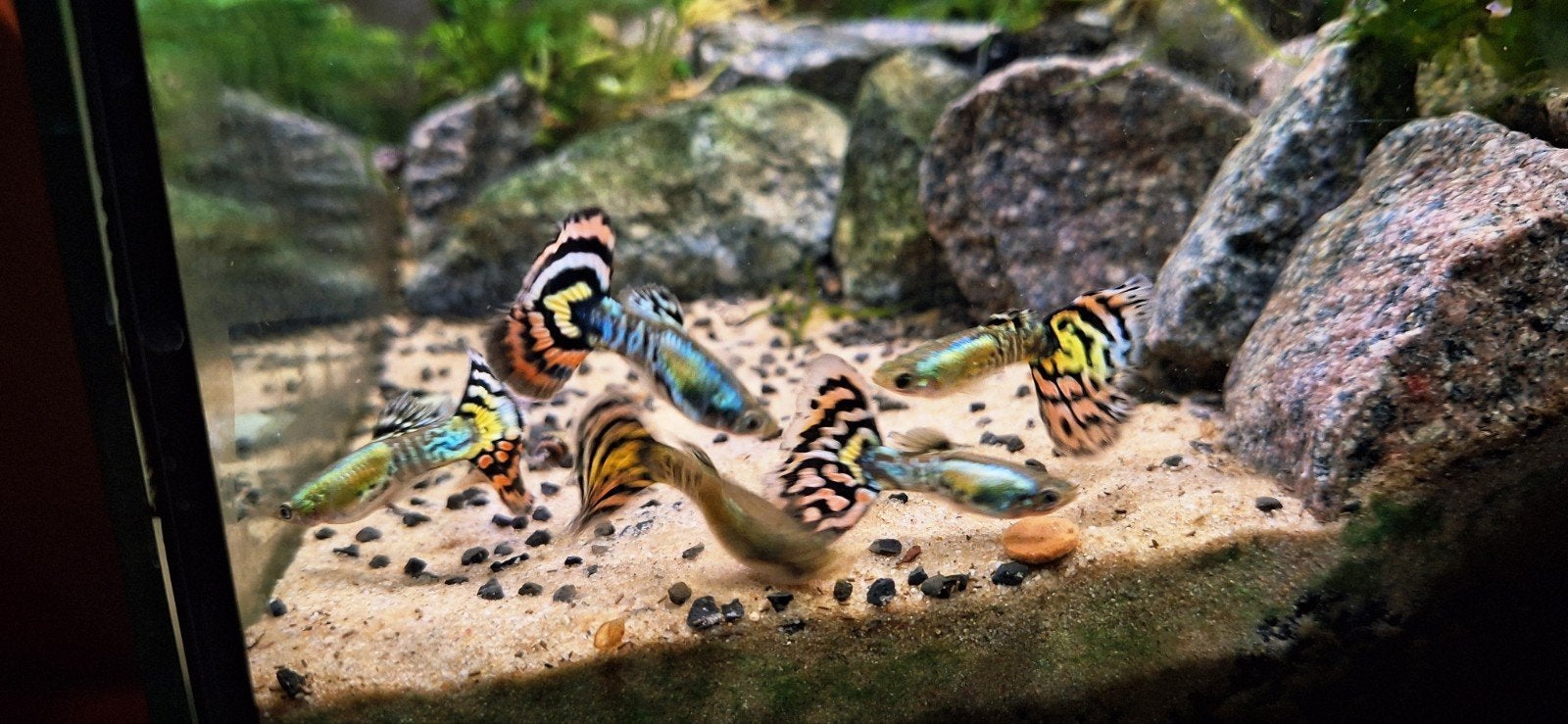 Raszuivere gezonde guppies
