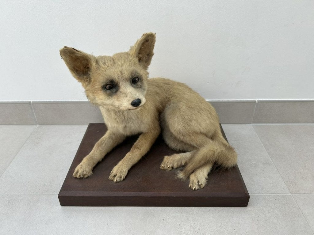 Klein vosje, vossenjong - taxidermie, Collections, Enlèvement ou Envoi, Utilisé, Animal sauvage, Bois ou Tête