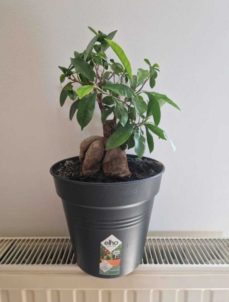 Ficus ginseng, Ophalen, Ficus