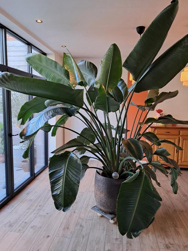 Strelitzia Augusta zeer groot, Ophalen