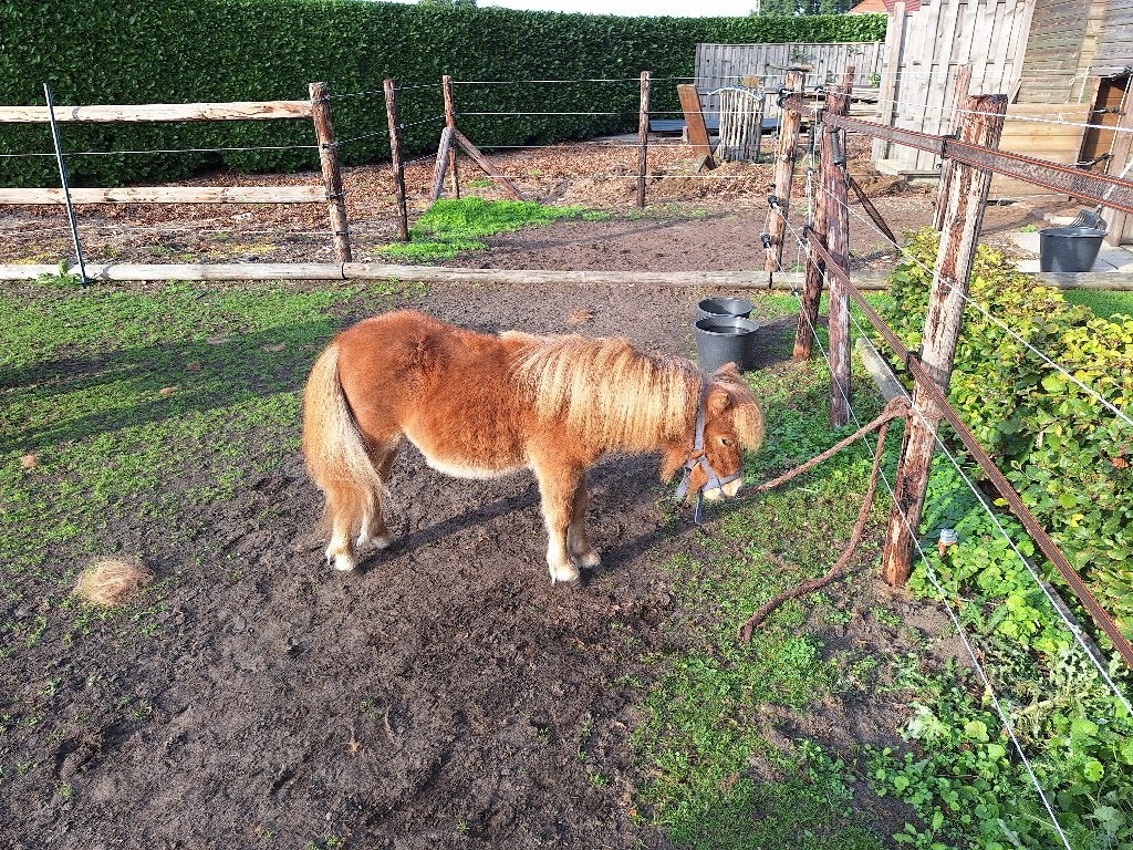 Mini Shetland Merrie, Dieren en Toebehoren, Merrie, Niet van toepassing, Gechipt, 0 tot 2 jaar