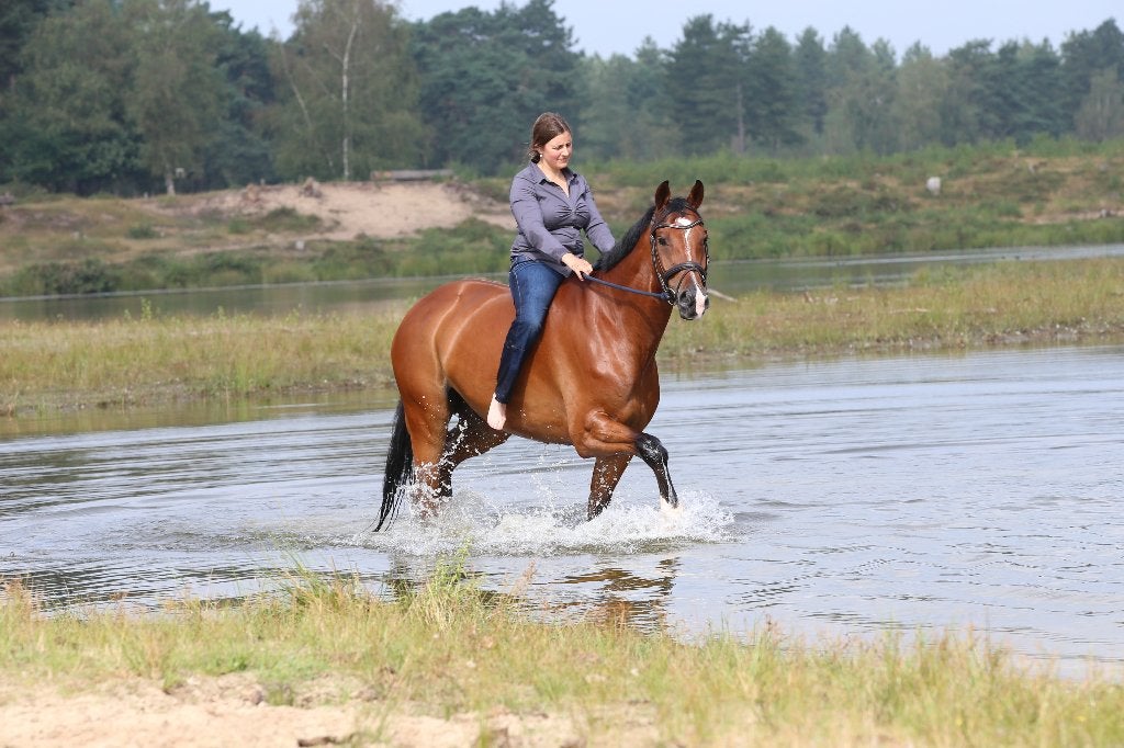 Jong springpaard merrie gezocht (2024-2025), Merrie, Springpaard, Met stamboom, 0 tot 2 jaar