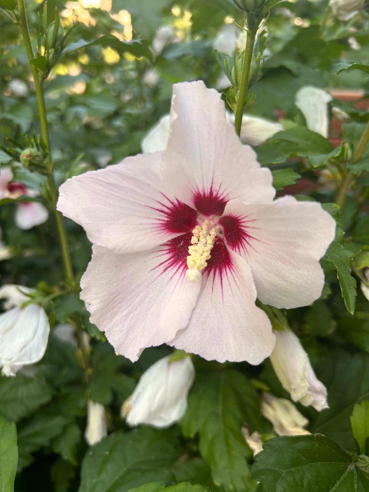Hibiscus Syriacus ‘Red Heart’, Ophalen