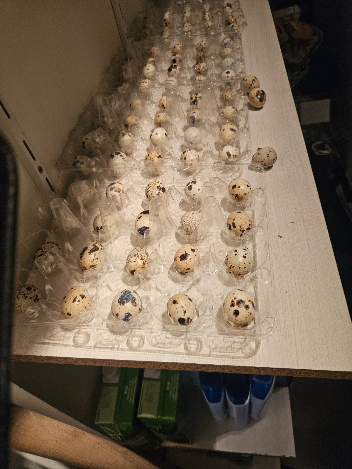 Eiren van Japanse kwartels, Dieren en Toebehoren, Pluimvee