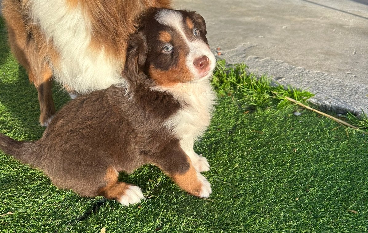 Miniature american shepherd reu, Dieren en Toebehoren, België, Reu, CDV (hondenziekte), 8 tot 15 weken