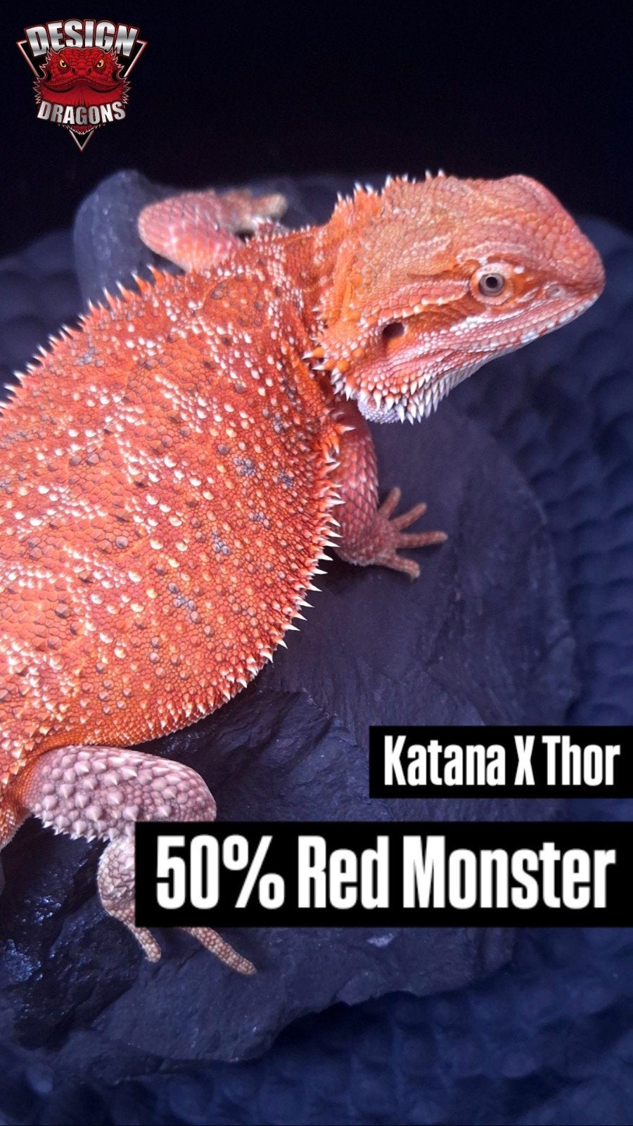 50% Red Monster Man Baardagaam - Holdback Release - Uniek, Animaux & Accessoires, Reptiles & Amphibiens, Lézard, 0 à 2 ans