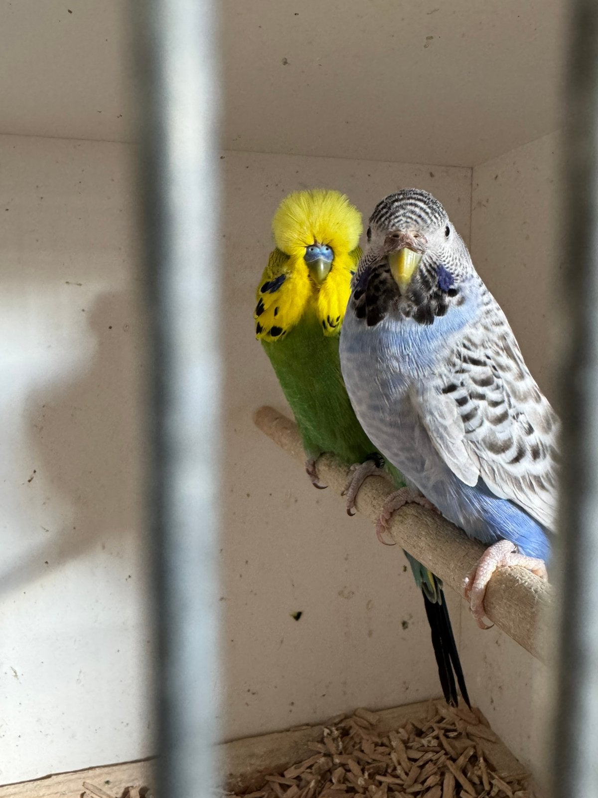 Grasparkieten bf, Dieren en Toebehoren