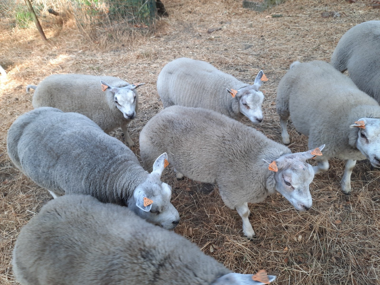 6 lammeren en 2 grote schapen te koop