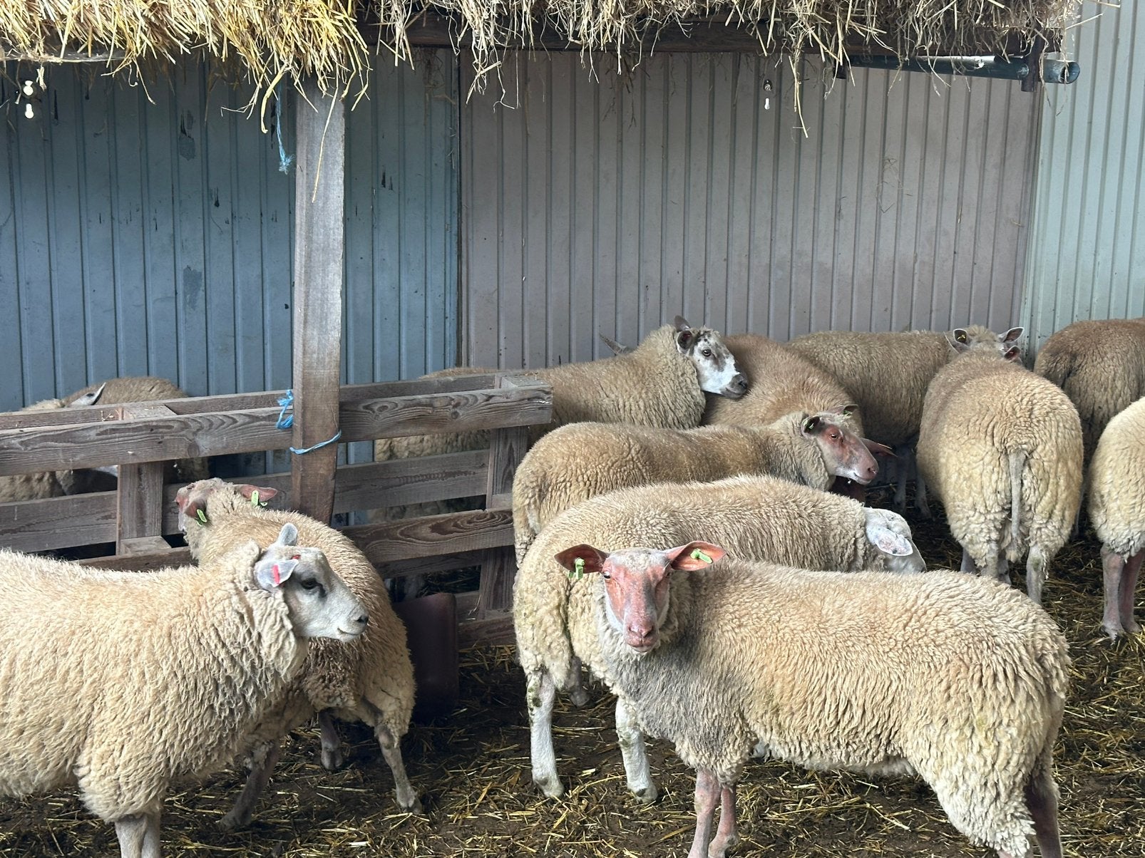Vrouwkes en Bokken Te Koop, Animaux & Accessoires