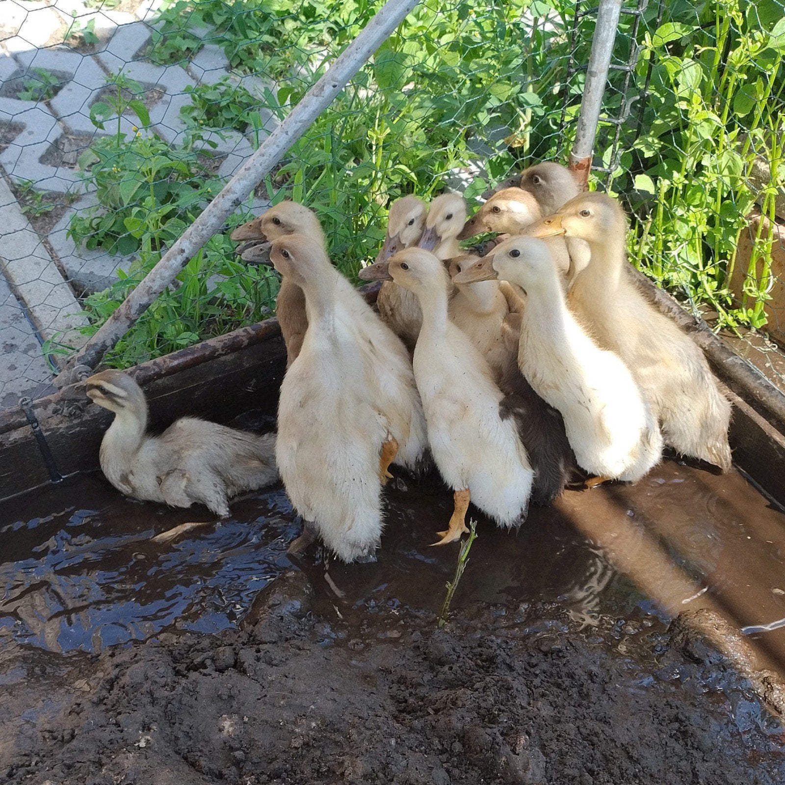 Indische loopeenden kuikens, Sexe inconnu, Canard